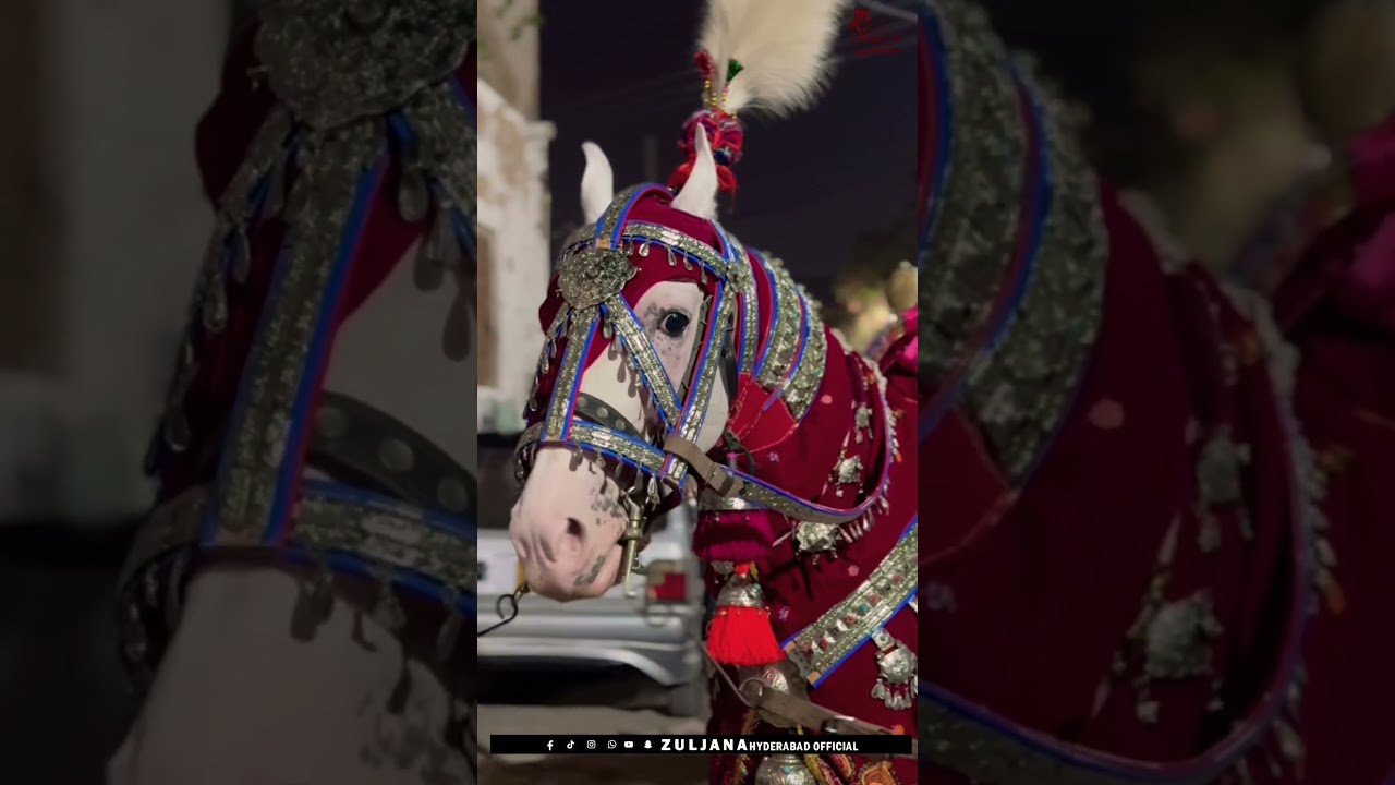 Zuljana Kabootar Badshah|The Loyal Horse of Imam Hussain 🐎💔 | زُليْجَنا — فرس الإمام الحسين الوفي