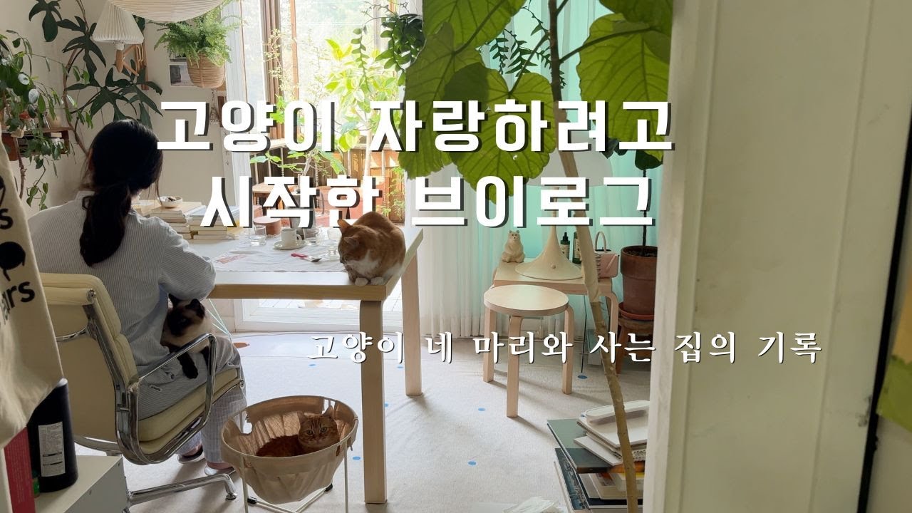 고양이 자랑하려고 시작한 브이로그🐾