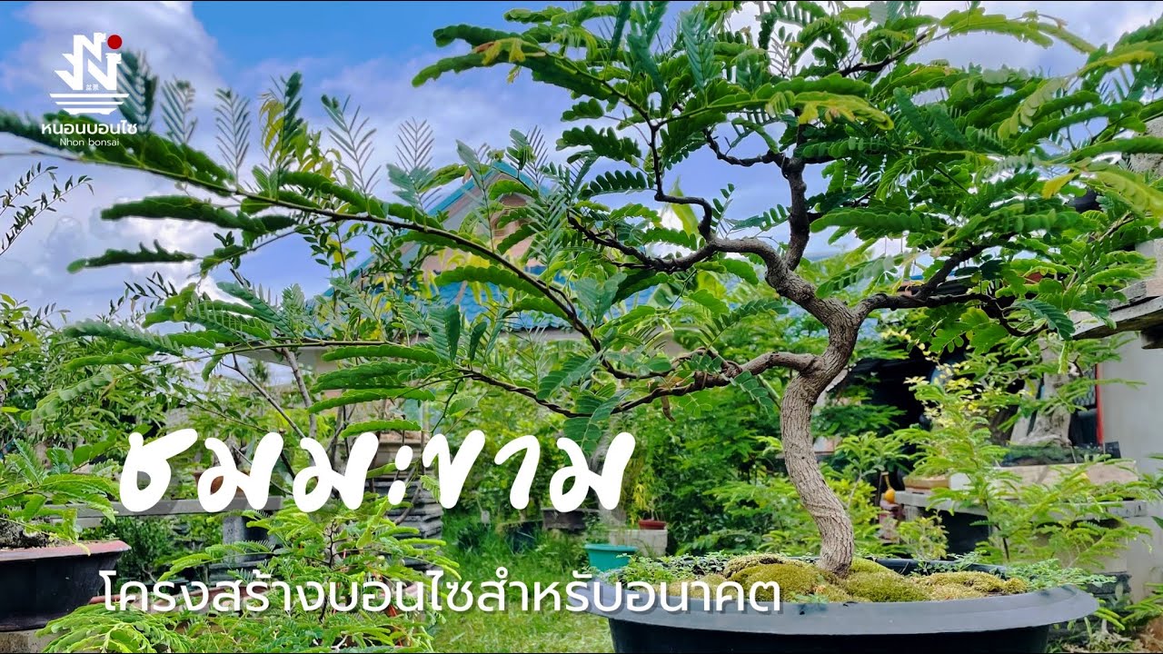 บอนไซมะขามโครงสร้างและอัพเดทต้นที่สร้างไว้