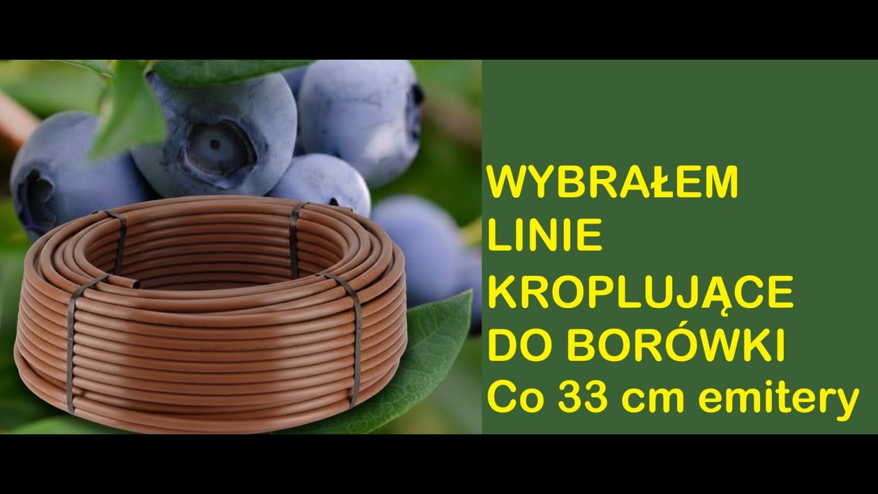 Jakie Nawodnienie do Borówki Wybrać Dziś Wszystko Ci opowiem Zapraszam
