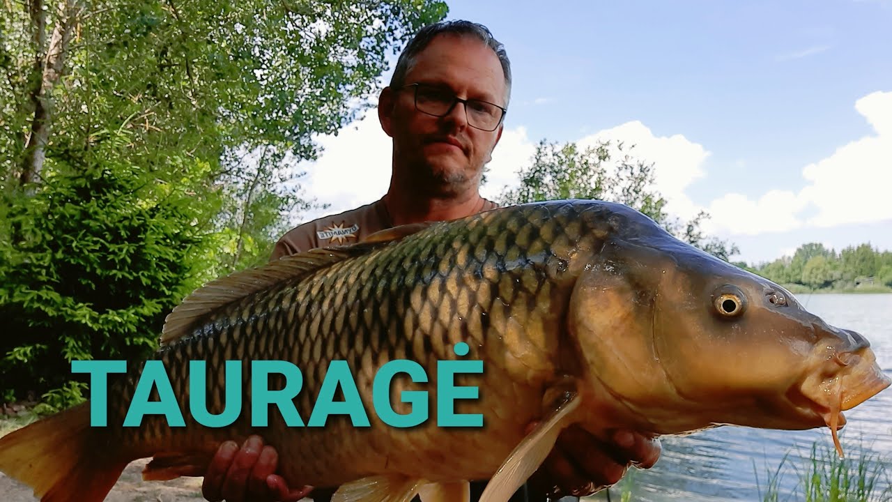 Tauragės tvenkinio karpiai (Carp Lake Tauragė)