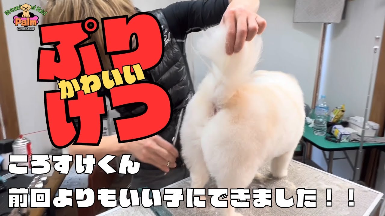 前回噛まれてしまったポメ×ペキを全身ハサミ仕上げ！！