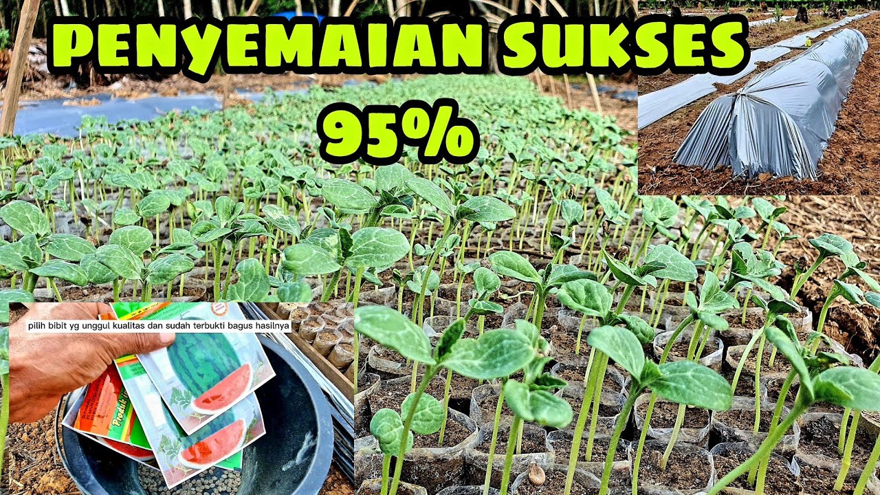 proses penyemaian biji semangka non biji yg paling ampuh