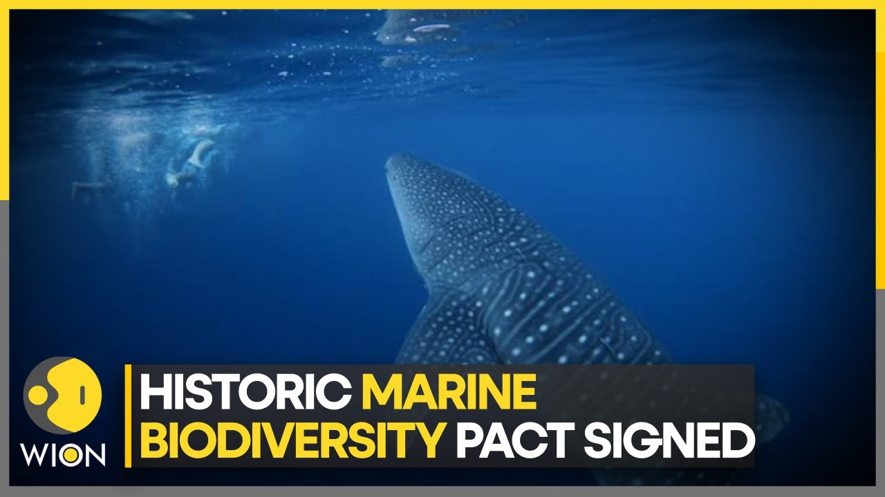 UN global high seas biodiversity pact signed | Latest World News | English News | Top News | WION