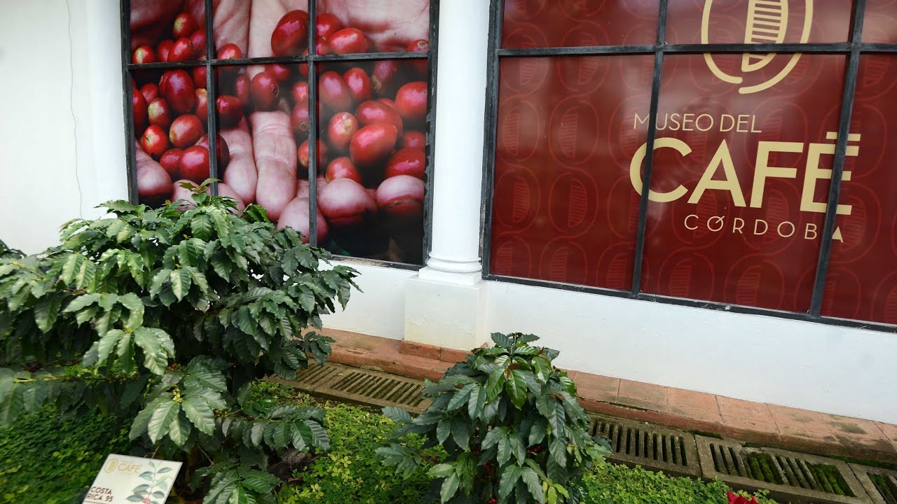 Córdoba recobra su tradición cafetalera