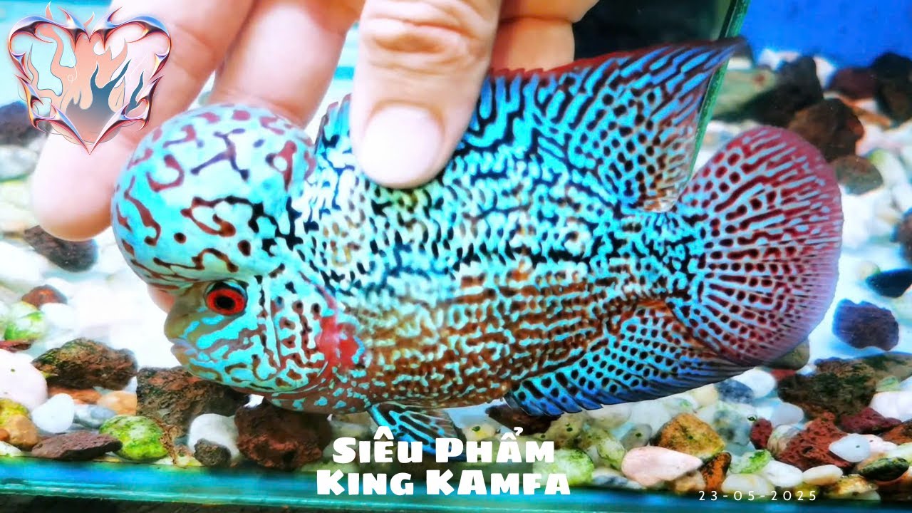 Lên 3 Bé Siêu Phẩm King Kamfa F2 Đẳng Cấp VIP ( JT8kamfa -0933333250 )