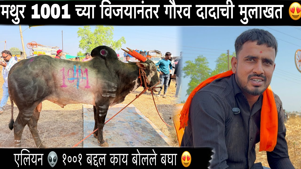 मथुर 1001 च्या विजयानंतर गौरव दादाची मुलाखत 😍| कॉकटेल चा गट किती?