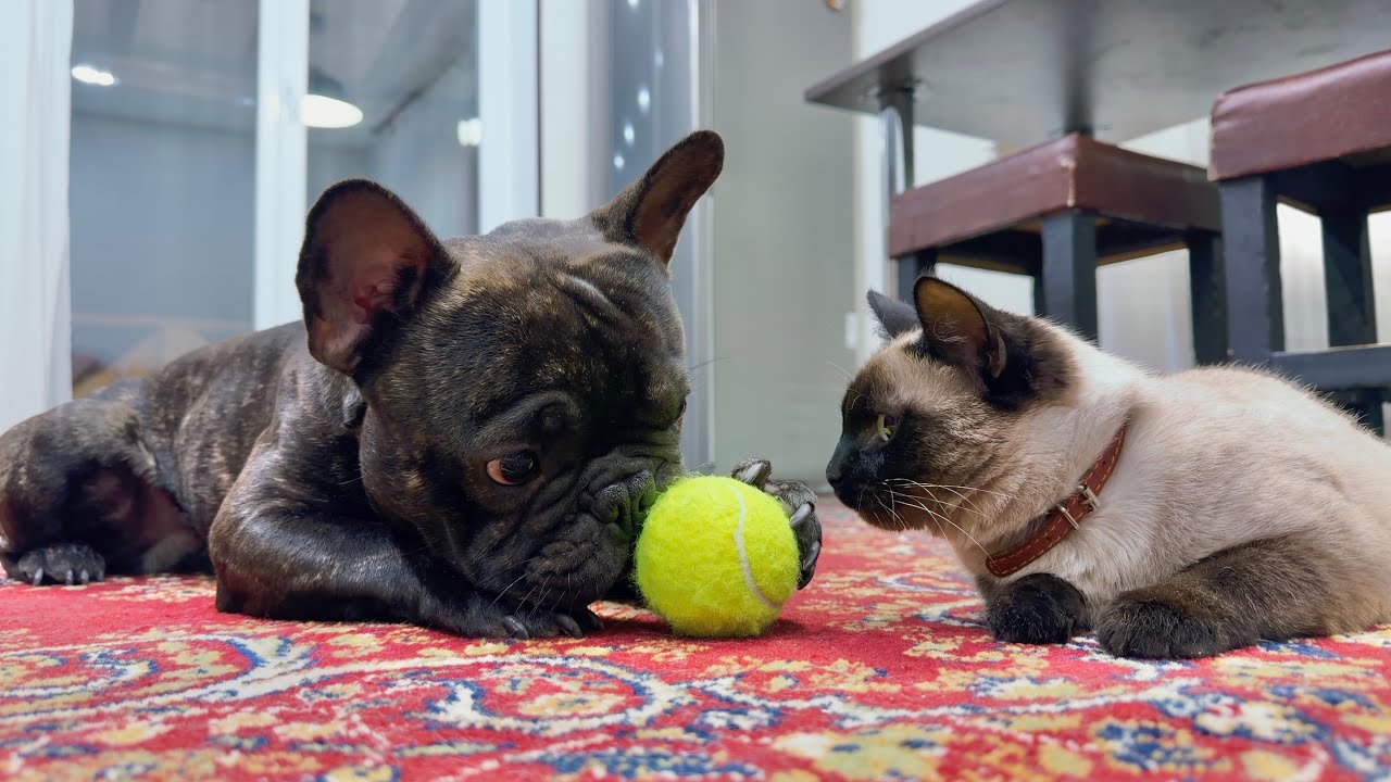 Life Is Never Boring With a Dog and a Cat
