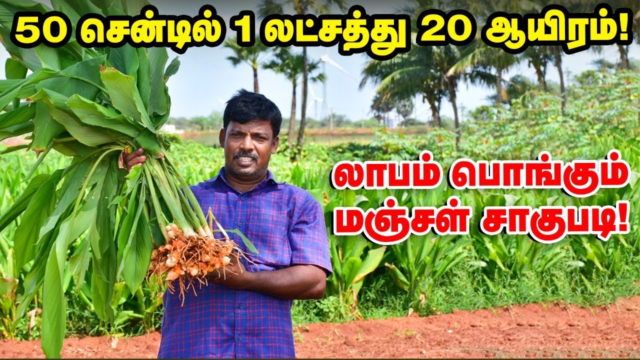 50 சென்டில் 1 லட்சத்து 20 ஆயிரம்... லாபம் பொங்கும் மஞ்சள் சாகுபடி | Turmeric Farming In Tamil