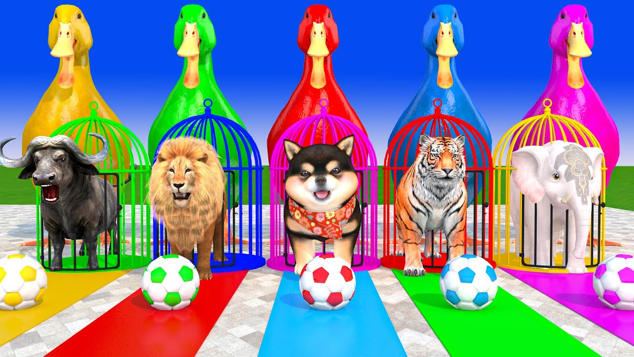 Long Slide Game With Cow Elephant Gorilla Hippopotamus Tiger 3d Animal Game Funny 3d Animals