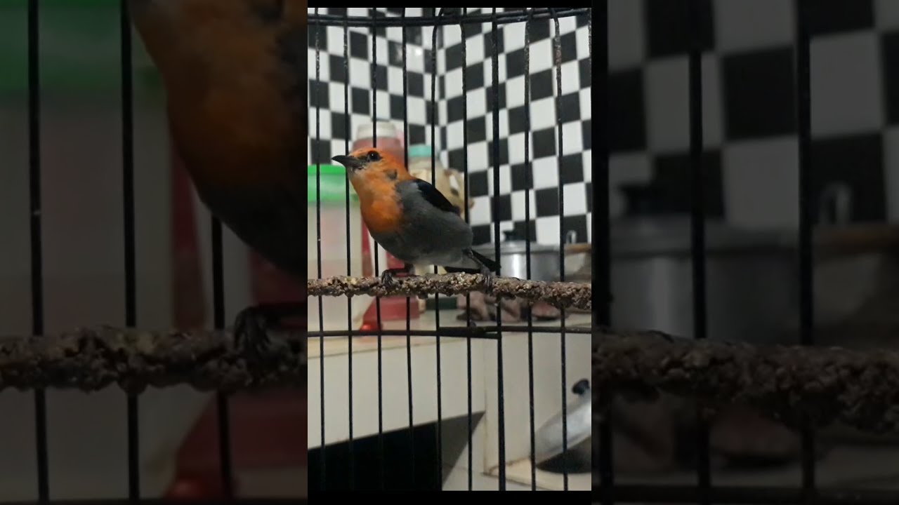 Burung Kemade gacor