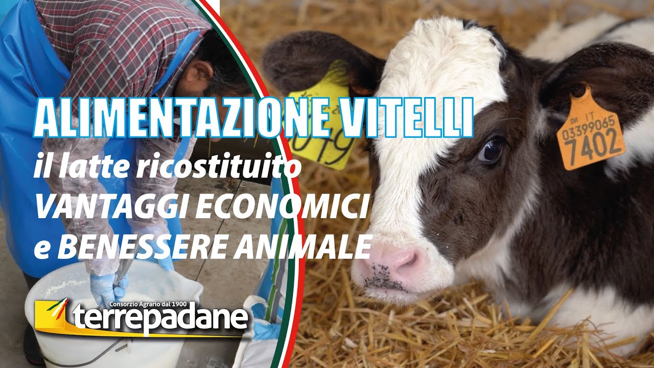 Alimentazione vitelli scrocchi
