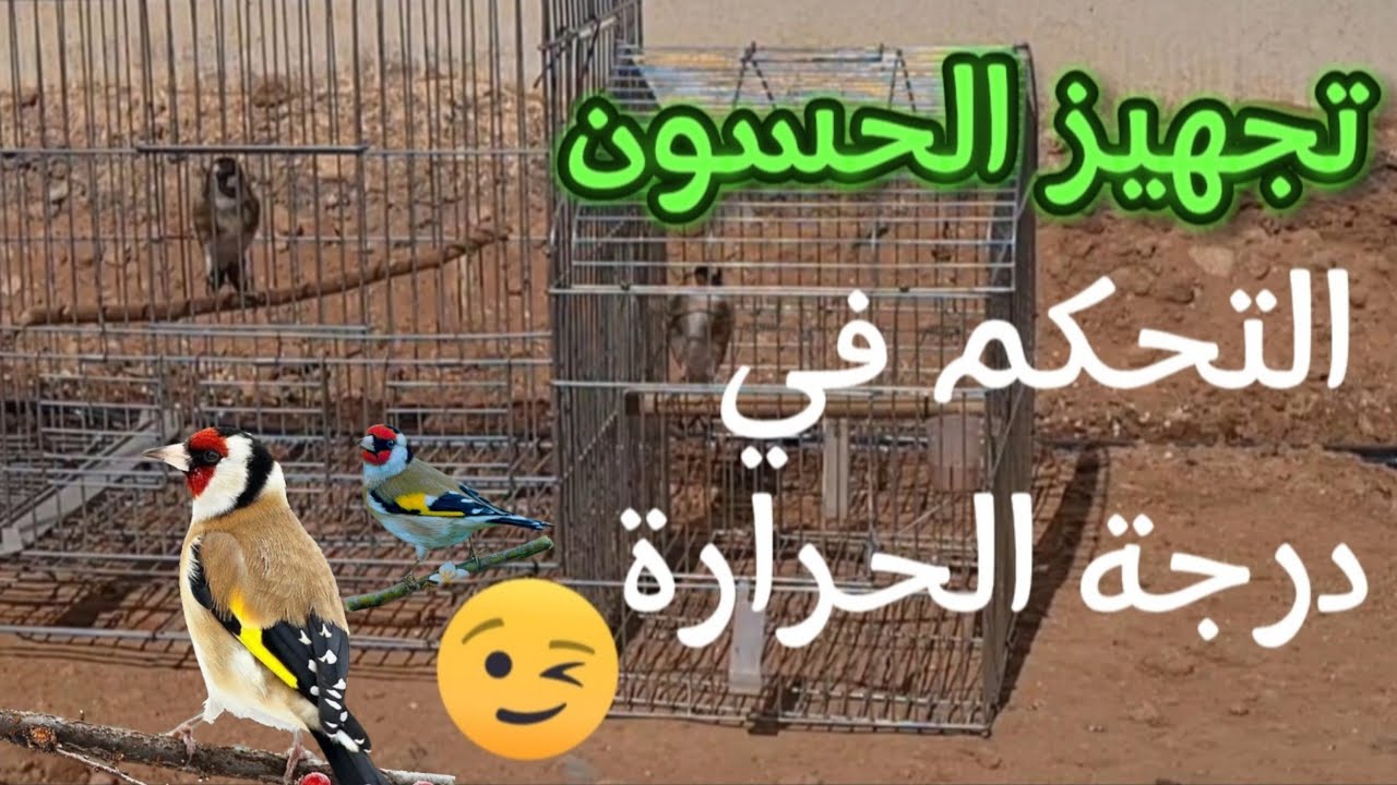 تجهيز الحسون للتزاوج بسهولة | التحكم في درجة الحرارة | #طيور #الحسون #الطبيعة #birds #nature