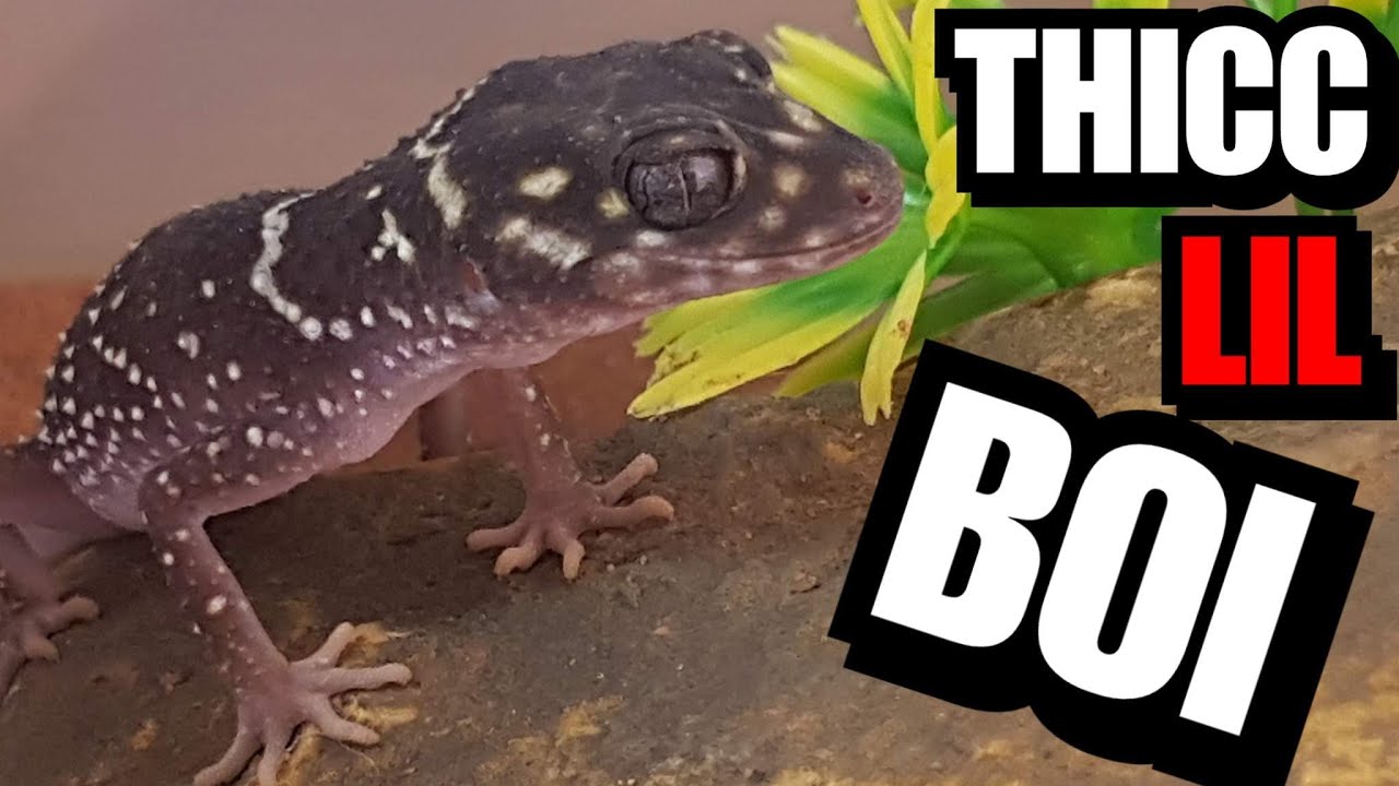 Thick Tailed Gecko Care