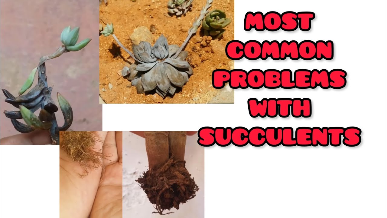 || MOST COMMON PROBLEMS WITH SUCCULENTS || SUCCULENT CARE TIPS ||
