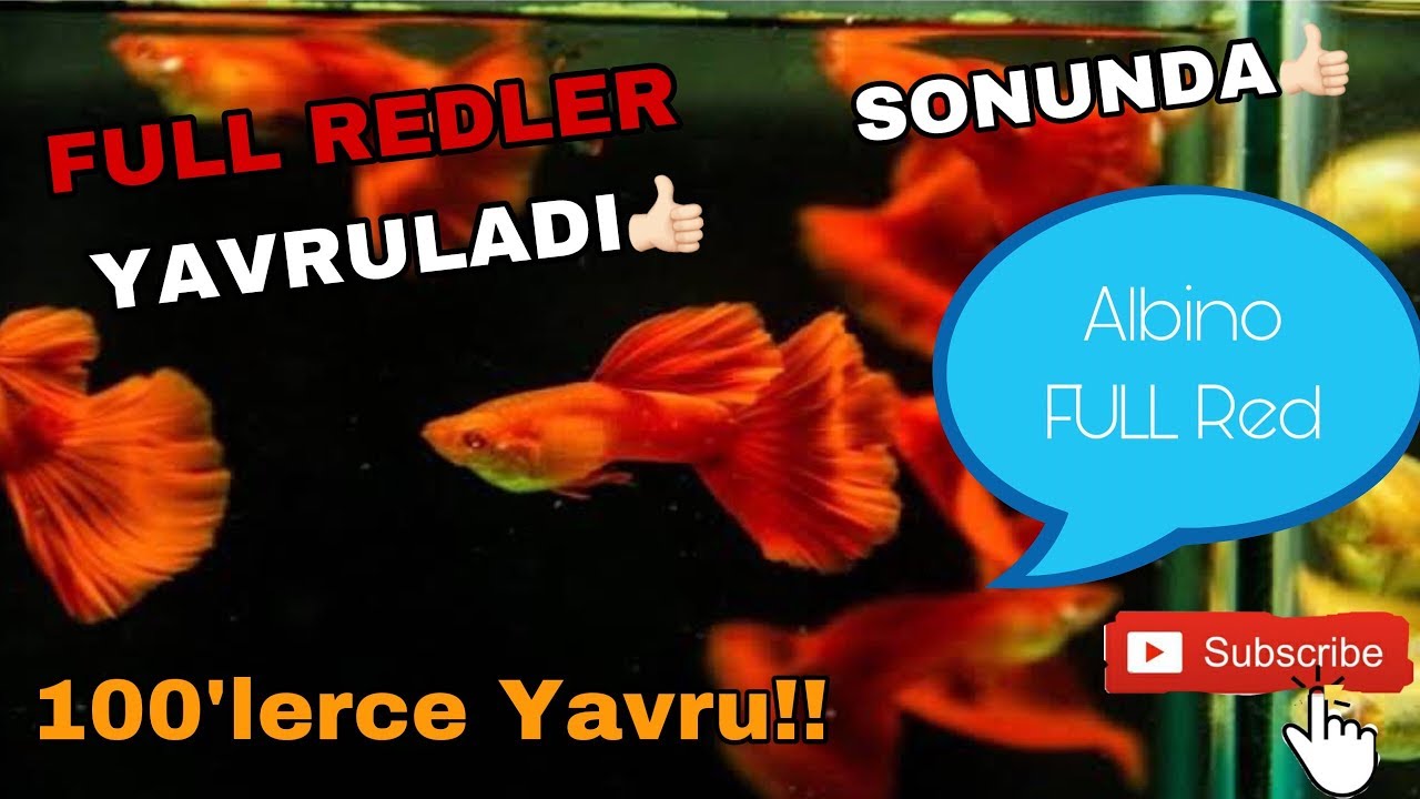 FULL RED LEPİSTES ÜRETİMİ,FULL RED LEPİSTES YAVRULARI(full red guppy)
