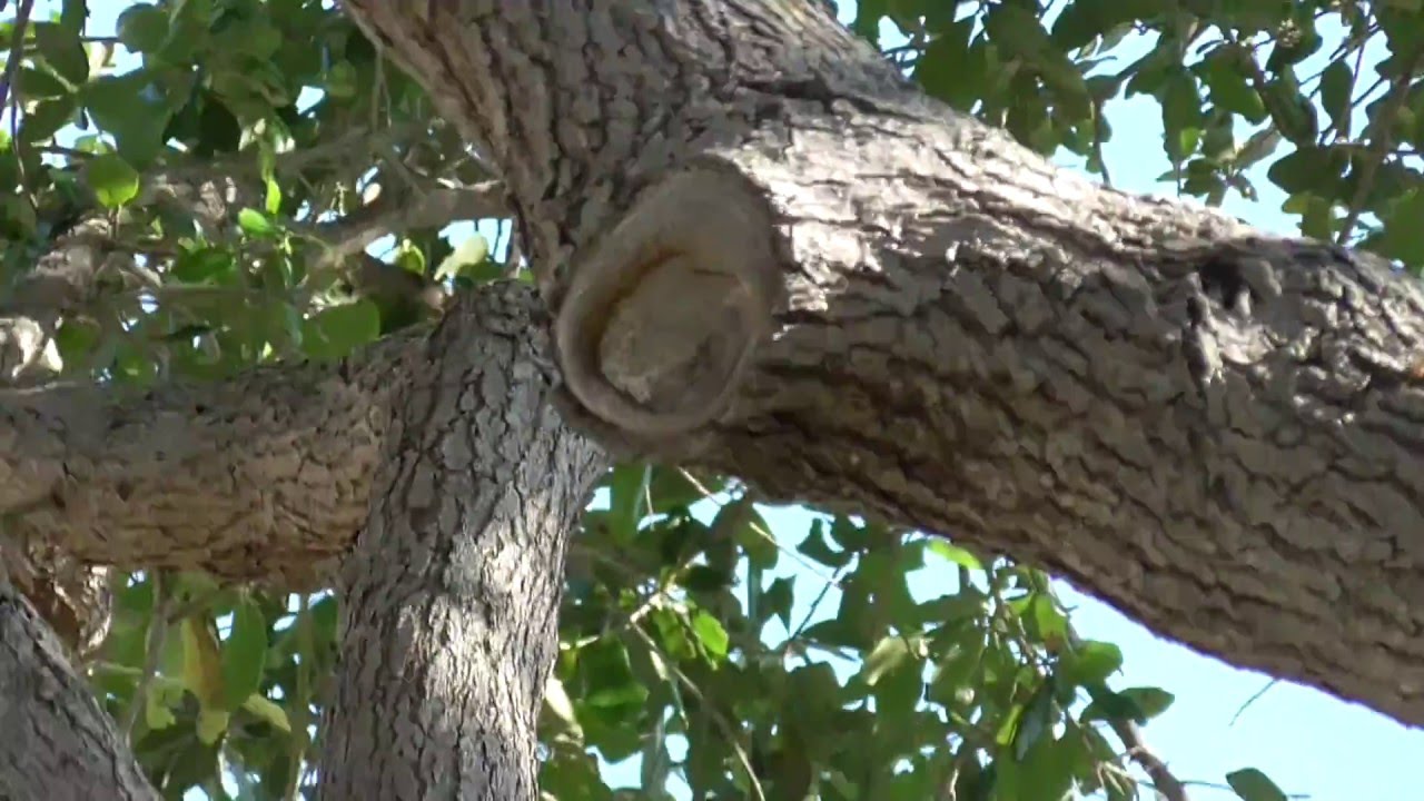 How to Trim an Oak Tree So That it Can Heal Correctly to Avoid Rotting