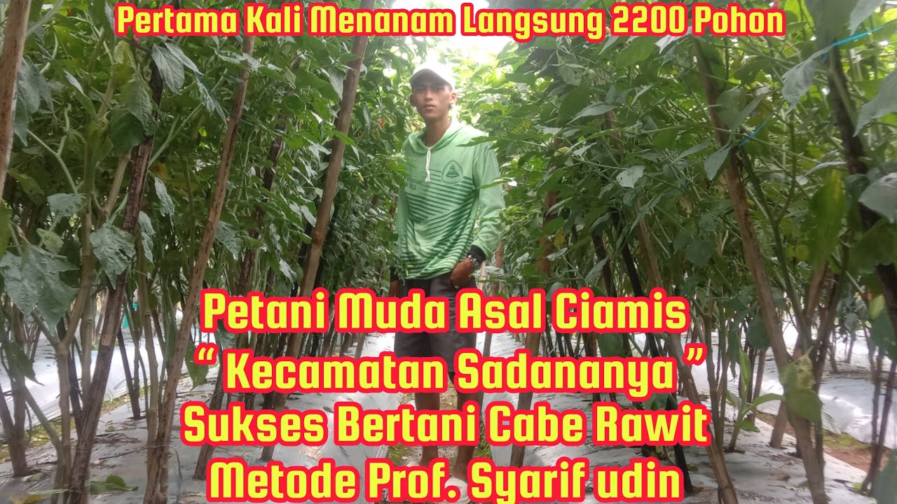 PEMUDA ASAL CIAMIS SUKSES MENANAM CABE RAWIT METODE PROF. UDIN