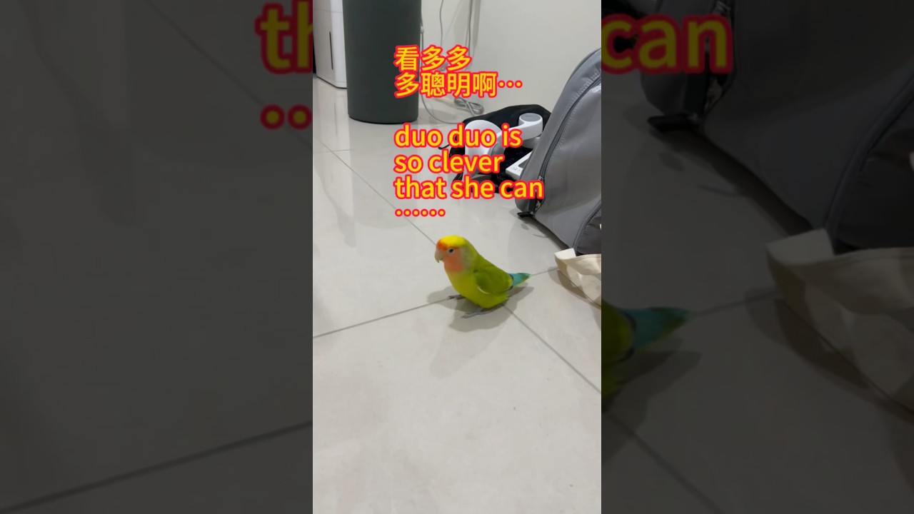#shorts#duo duo is so clever that it can&hellip;#smart lovebird