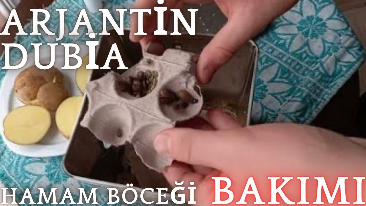 Dubia Hamam Böceği Bakımı  (canlı yem bakım rehberi/2)