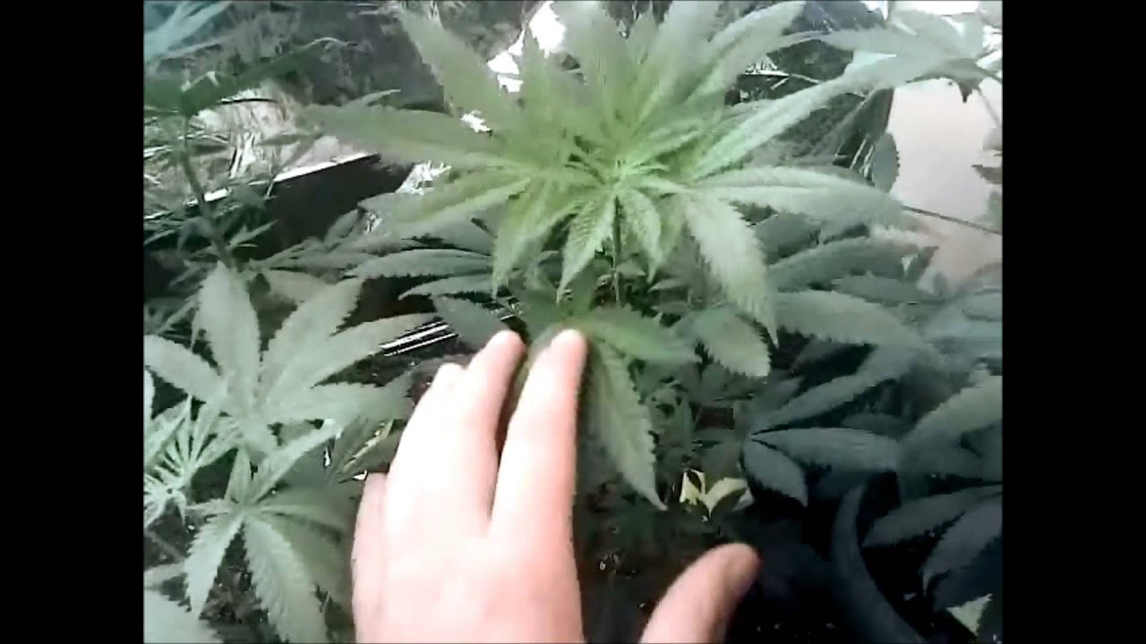 Medical marijuana CFL closet grow FIRST TIME!!!!
