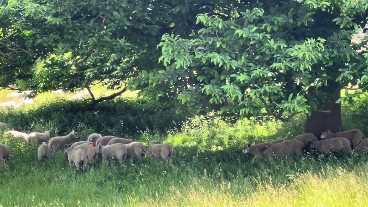Sounds on please 🐑 Sheep  enjoying life 🐏