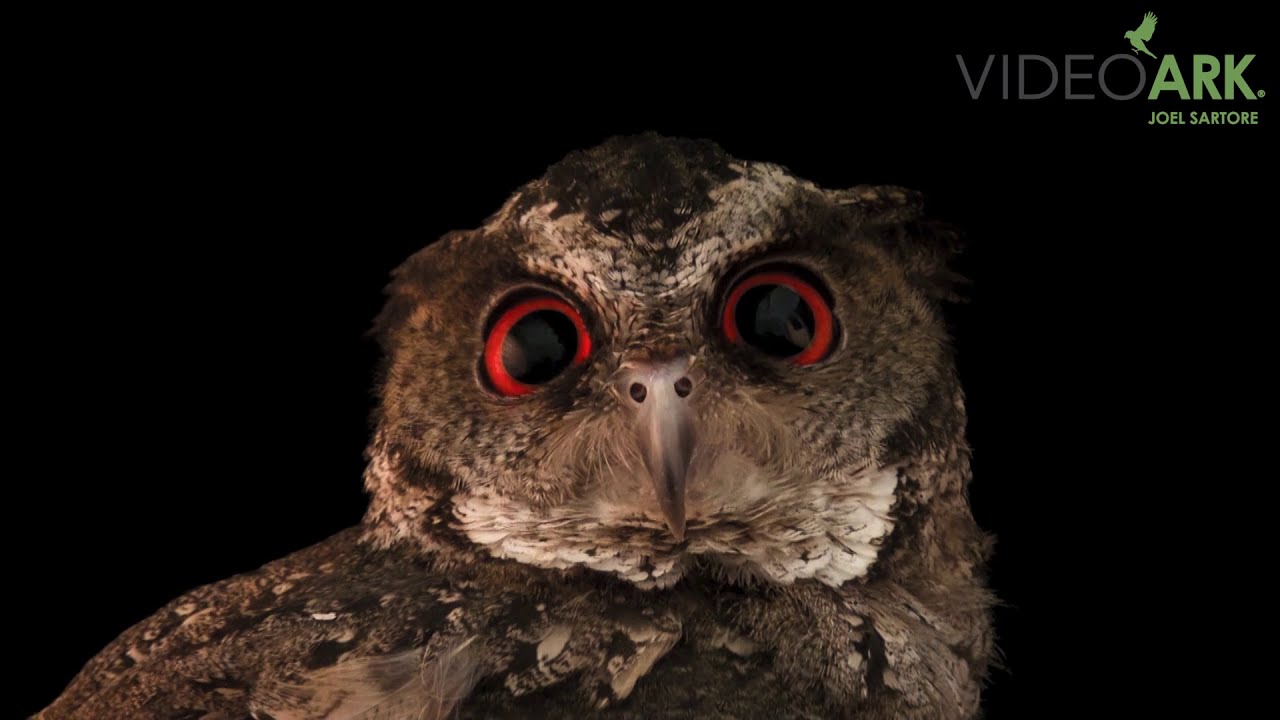 A Philippine scops owl (Otus megalotis) at the Plzen Zoo in the Czech Republic.