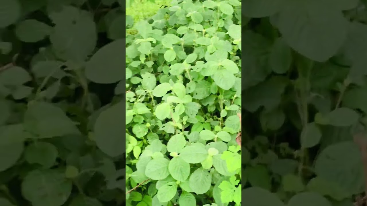 ang masalimuot at masayang paghahanap ng maiilap na kabuting mamarang