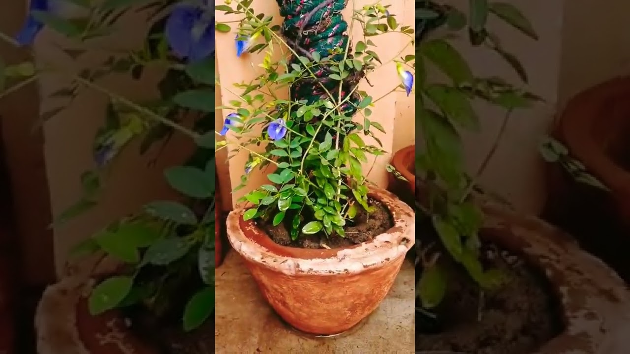 Aprajita#shorts#shortsfeed #shortsfeed2022| Bluebellvine|Clitoria ternatea|अपराजिता