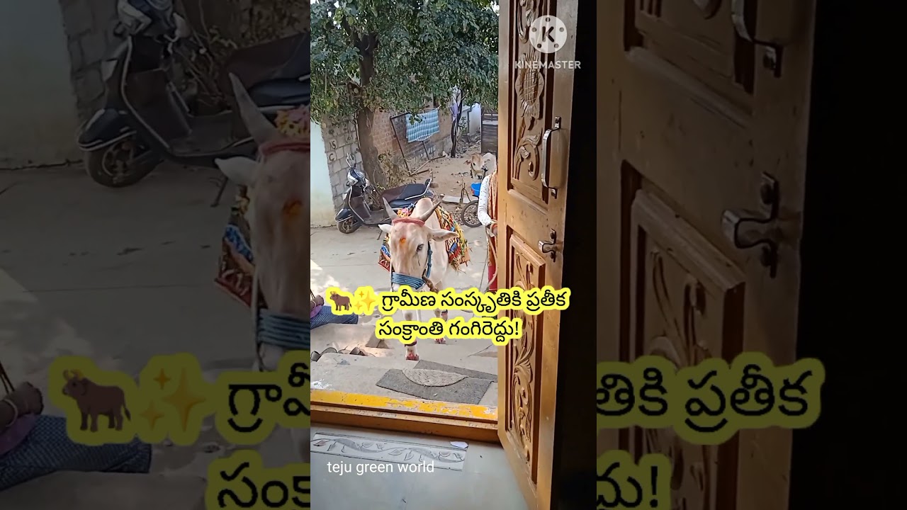 #Sankranthi