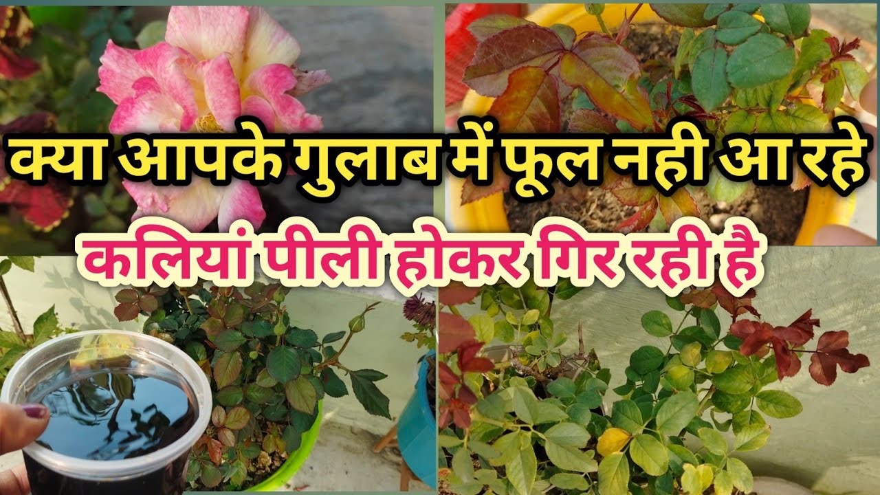 क्या आपके गुलाब में फूल नहीं आ रहे हैं, कलियां पीली होकर गिर रही है