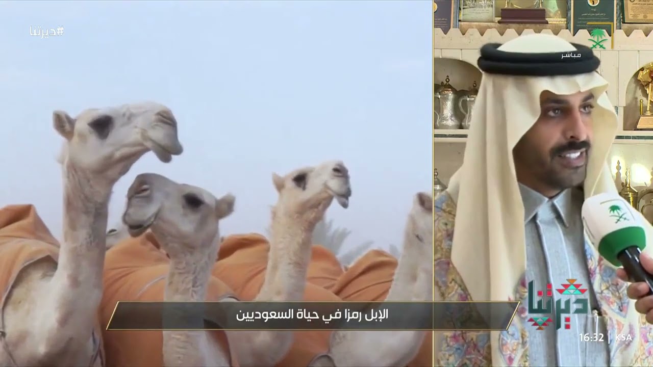 ديرتنا | الاستثمار في قطاع الإبل .. رمز أصيل للحياة في الجزيرة العربية وأيقونة أساسية للعرب
