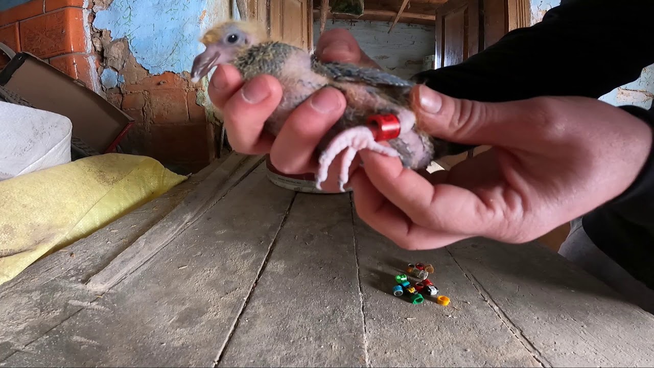 Jak obrączkować gołębie.