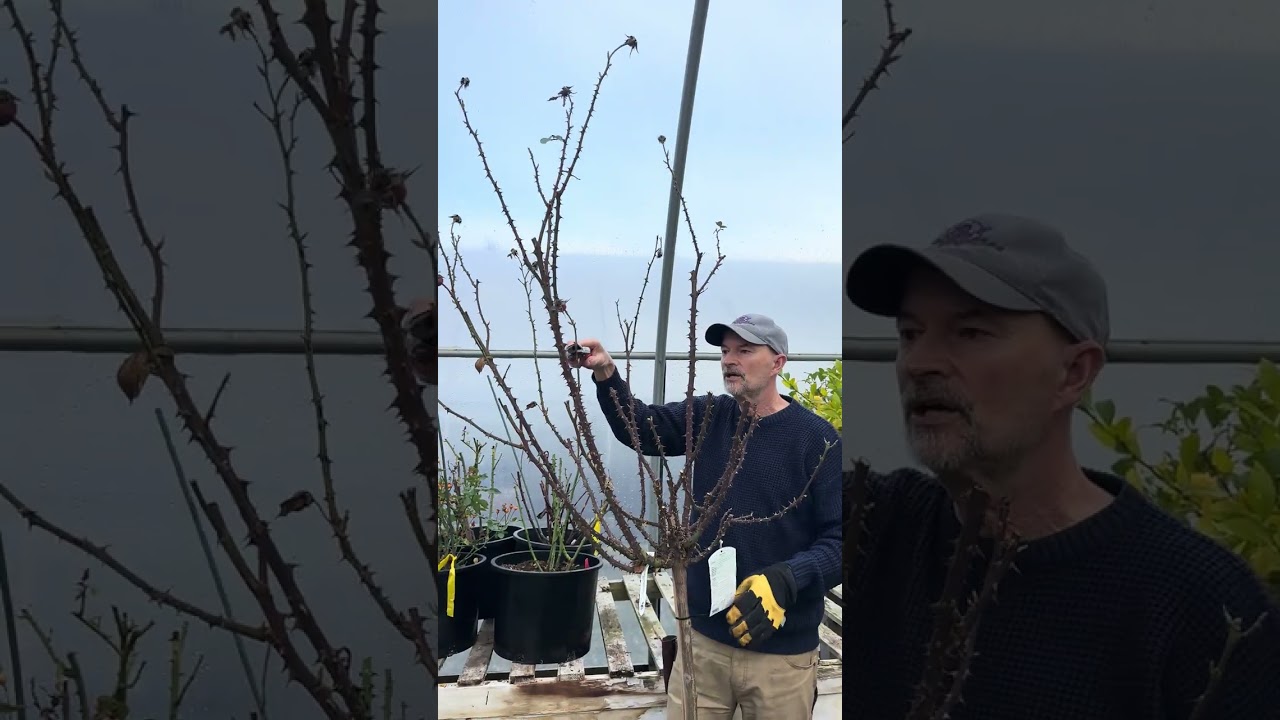 How to Prune a Tree rose