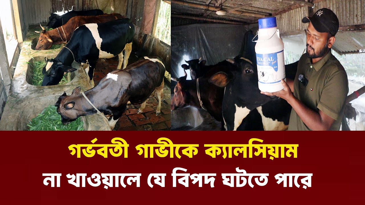 গর্ভবতী গাভীকে অবশ্যই ক্যালসিয়াম খাওয়াবেন | Gavi Goru Palon | Nibir Krishi 