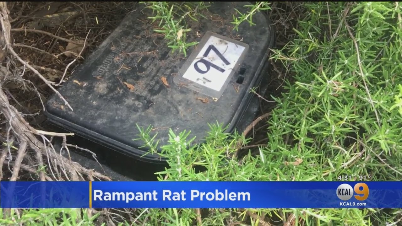 LA Now The 'City Of Rats'? Report Warns Of 'Alarming Increase' In Rodent Population