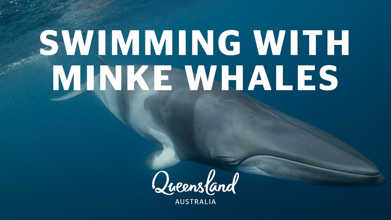 Swimming with Minke Whales on the Great Barrier Reef