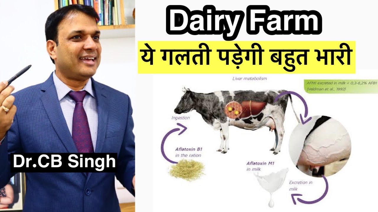डेरी फ़ार्मिंग में ये गलती पड़ेगी भारी | Toxin Binder | Dairy Farm | Dr CB Singh | Dairy Ustaad