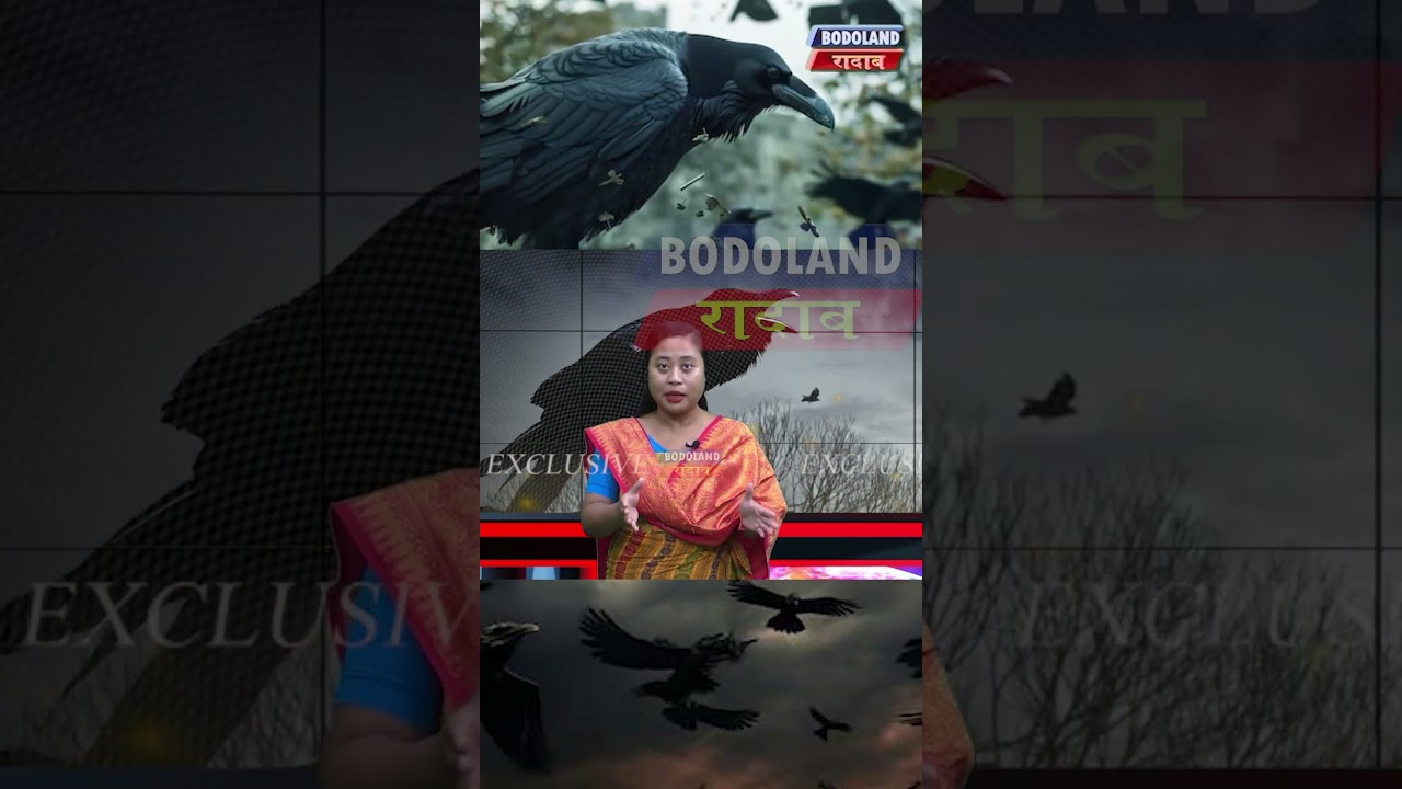 #bodolandradab #news #bodonewschannel #shorts #crows