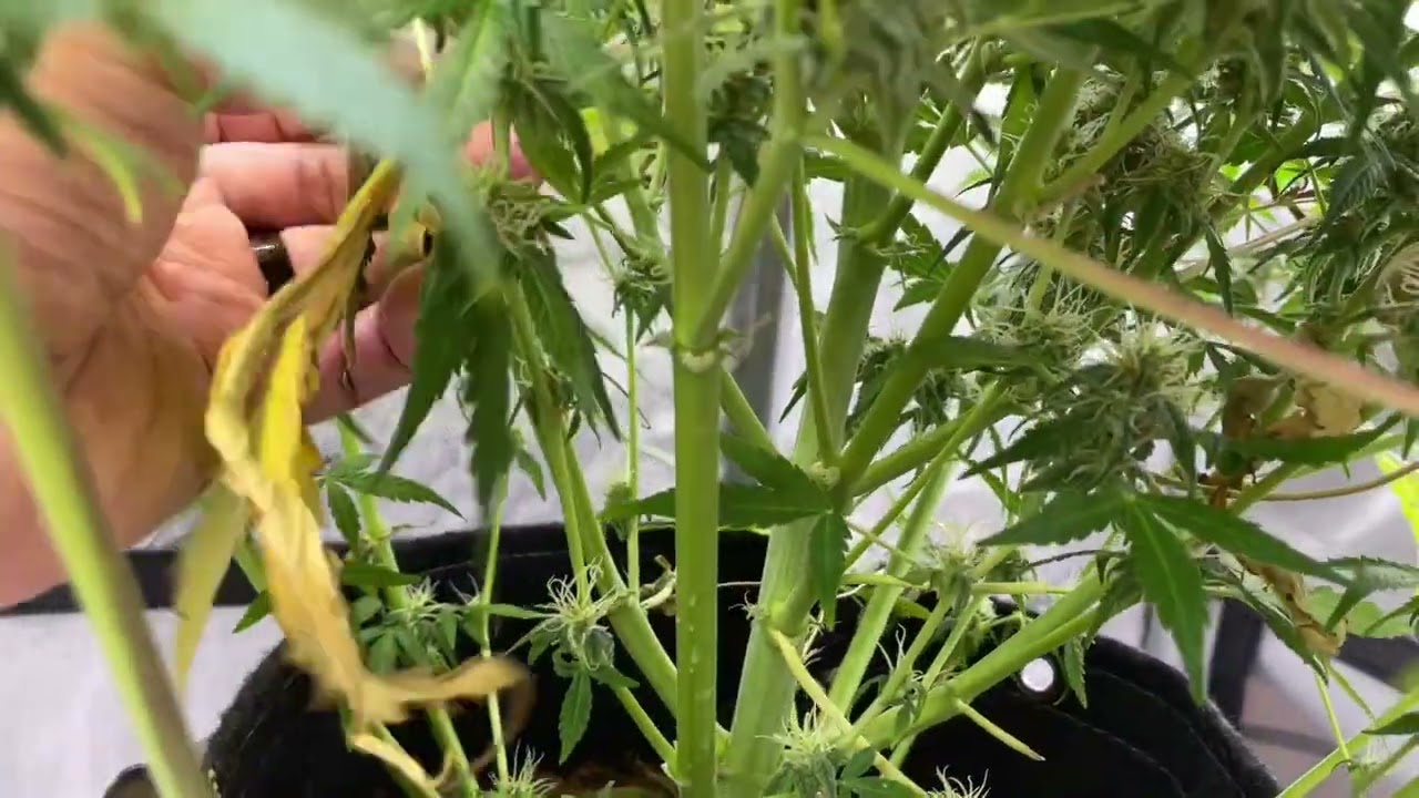 What to Expect During the Late Flowering Stage
