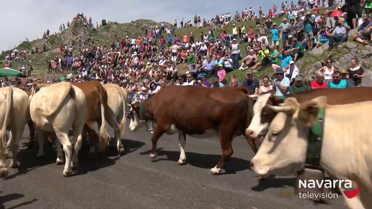 El valle de Roncal acoge el clásico Tributo a las 3 vacas