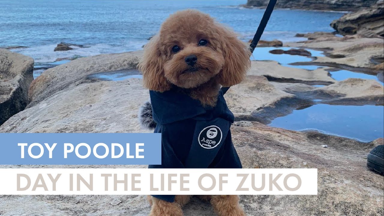 Day in the Life of a TOY POODLE - Zuko The toy Poodle | + Pupnaps Dog Bed Review