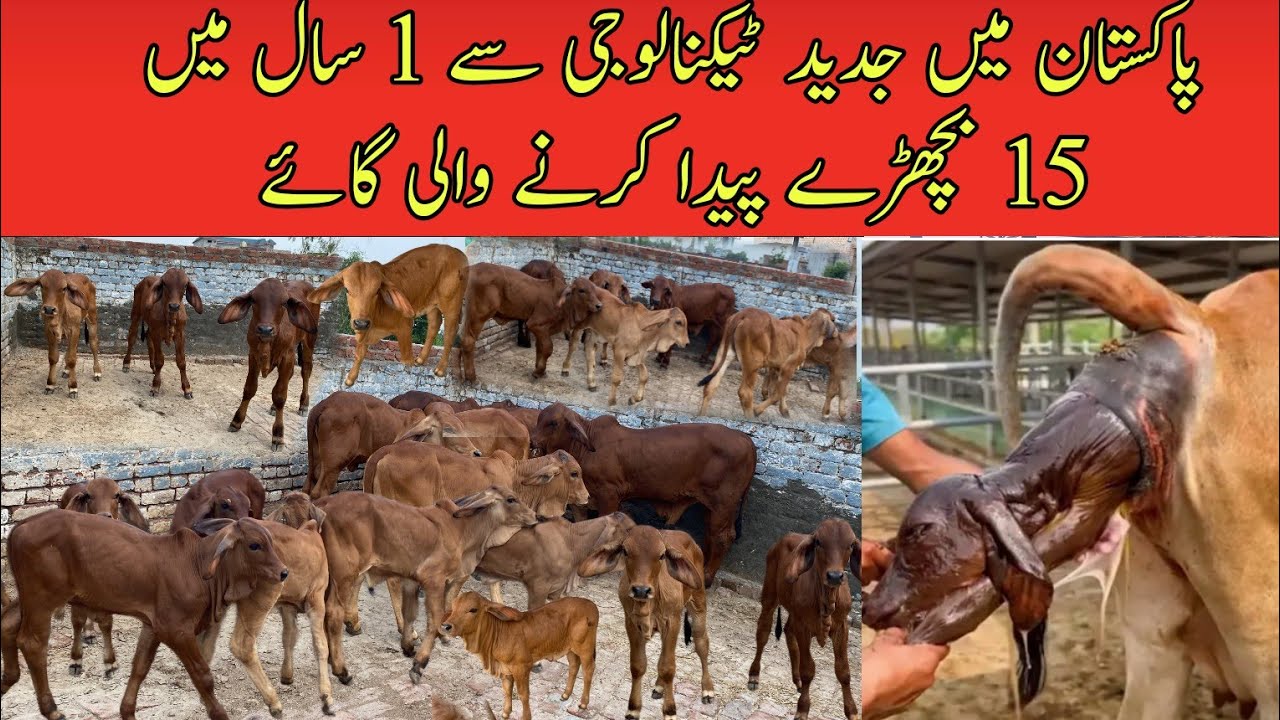 Magic Cow gave birth to 15 Calves in 1 year first time in Pakistan ll Al-Haiwan Group ET Tech #cow