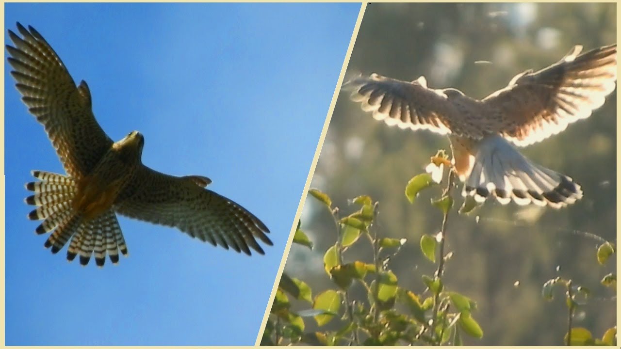 POŠTOLKA OBECNÁ v babím létě - sameček, samička, mláďata, hnízdění, zpěv /zajímavosti /mluvené slovo