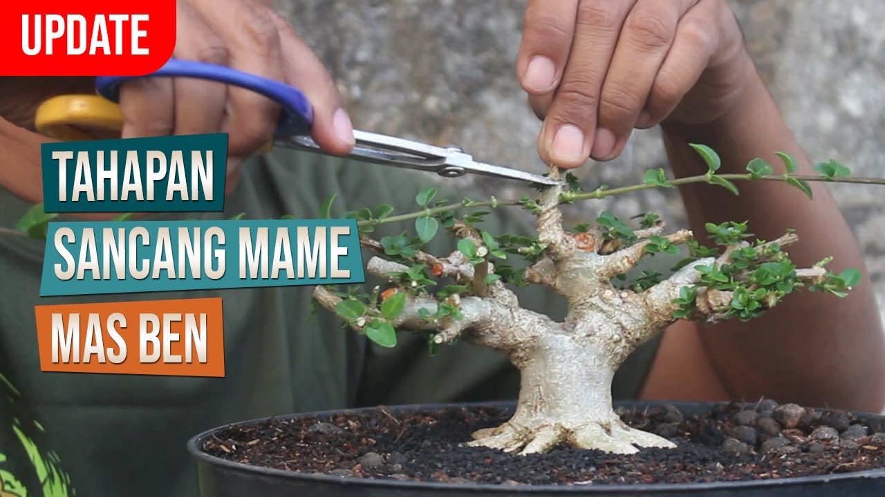 Update ! Tahapan Membuat Bonsai Mame Sancang Bersama Mas Ben -  Oktober 2023