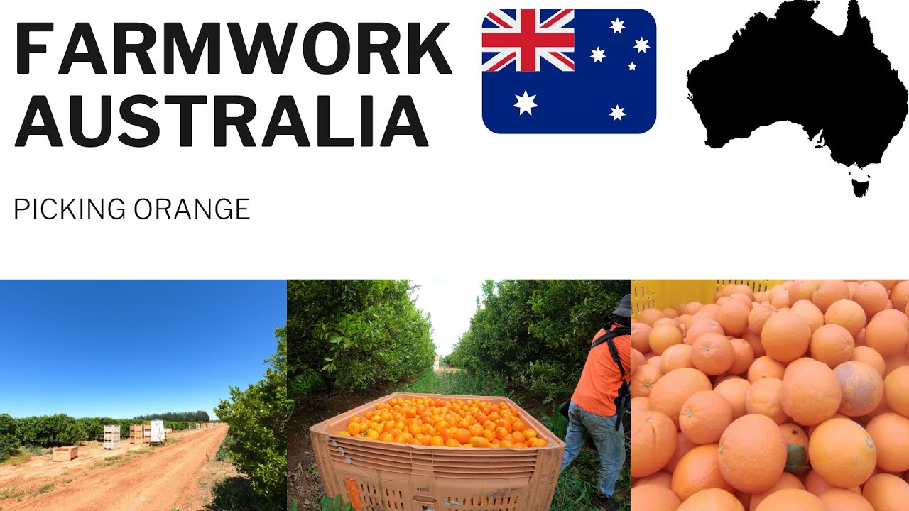 Fast picker orange ( farmwork AUSTRALIA 2021 )