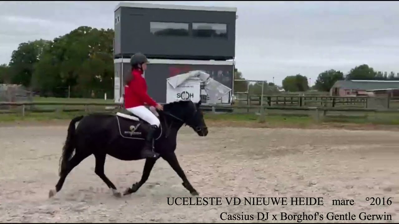 UCELESTE dressage, Cassius DJ x  Borghof's Gentle Gerwin, °2016,  mare, Belgian Horse Trading