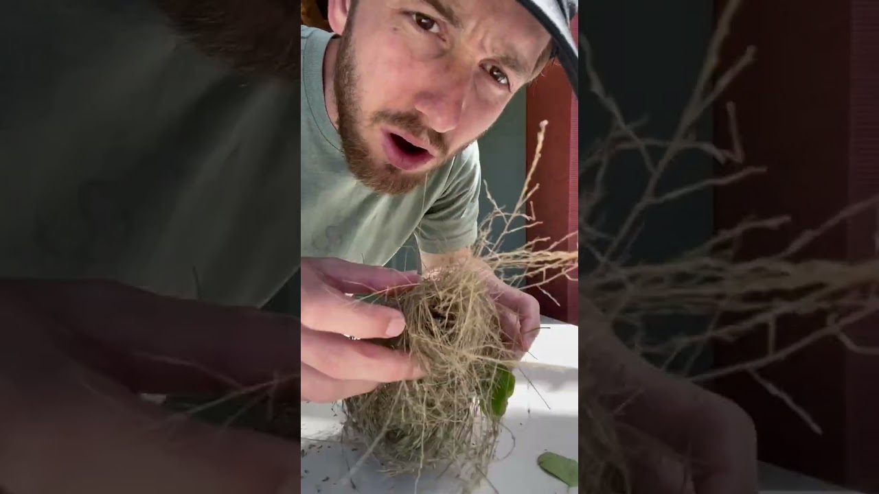 The Wind Knocked this Bird Nest Out of the Tree! #shorts #birds #birdsnest #birdnest #homestead