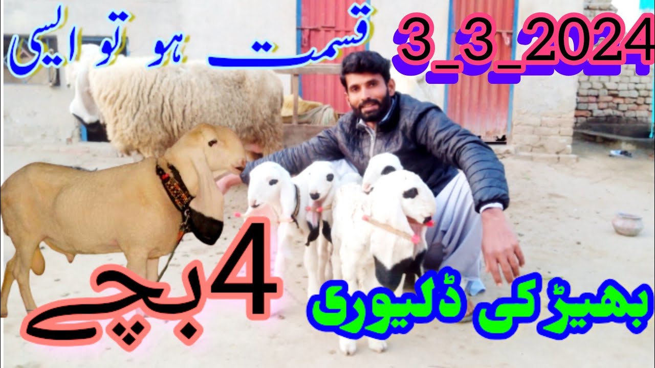 sheep Gave birth to 4 kids sheep kids cheap Farming Business