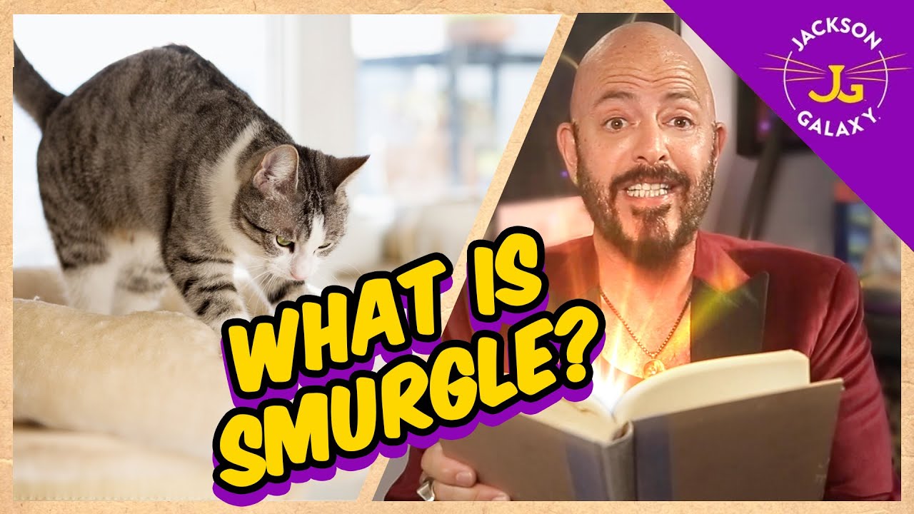 Why Do Cats Knead? | What is Smurgle?
